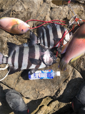 底物ターゲットゲット