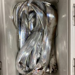 テンヤで太刀魚！