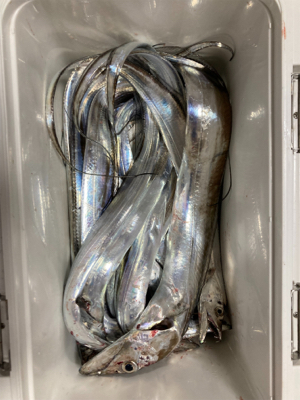 テンヤで太刀魚！