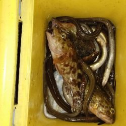 アナゴ釣り