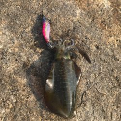 今季初新子調査