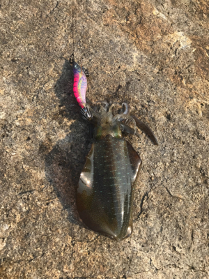 今季初新子調査