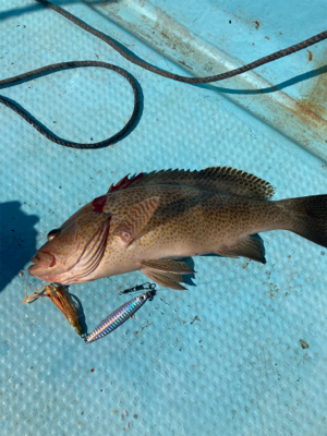 ダイソージグとインチクで五目釣