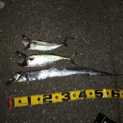 タチウオ狙いがでしたが