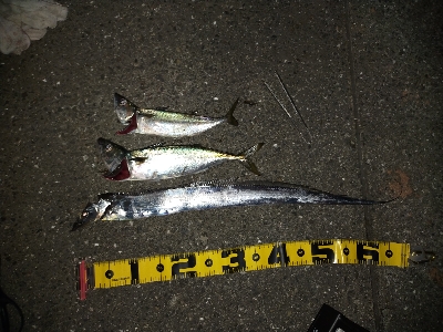 タチウオ狙いがでしたが