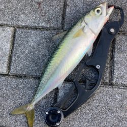 太刀魚は姿消し。今朝も鯖ナブラ無限城。。