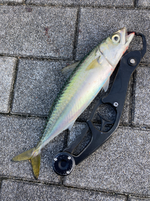 太刀魚は姿消し。今朝も鯖ナブラ無限城。。