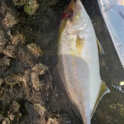 太刀以外がやっと釣れた