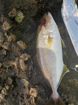 太刀以外がやっと釣れた