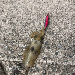 切浜でアオリイカ