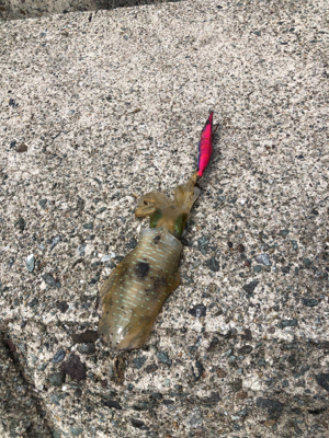 切浜でアオリイカ