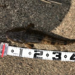 久々のお昼釣行