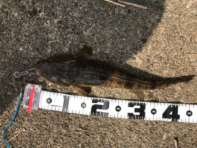 久々のお昼釣行