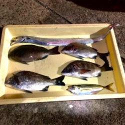 久々のフカセチヌ