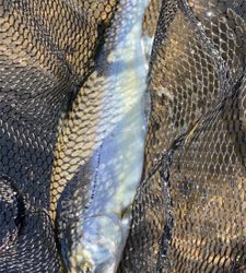 黒保根渓流フィシング