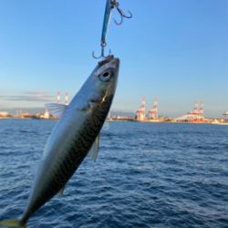 急に悪転。水質悪化し中鯖すら薄く。。