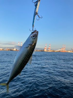 急に悪転。水質悪化し中鯖すら薄く。。