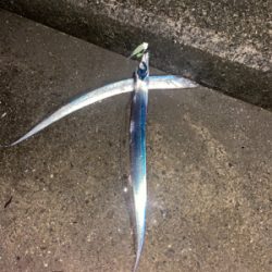 田辺市某漁港にて太刀魚爆釣！