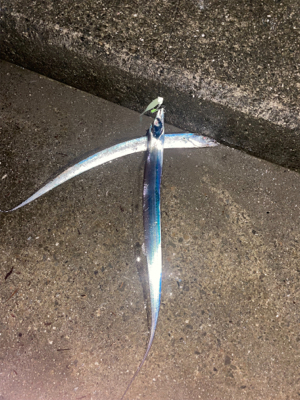 田辺市某漁港にて太刀魚爆釣！