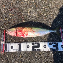 青物皆無 サバ少し