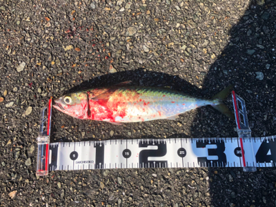 青物皆無 サバ少し