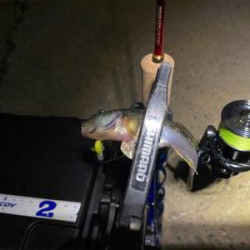 早朝は底までサバ