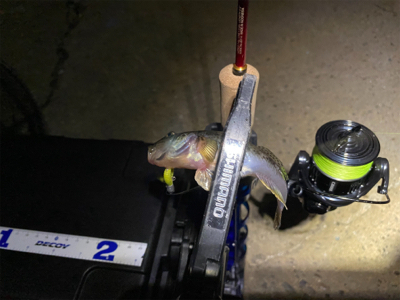 早朝は底までサバ