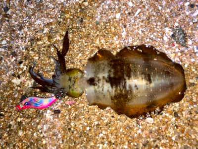 明石でエギング