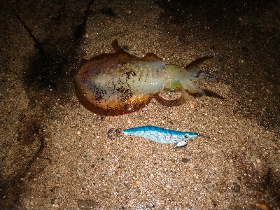 けっこうな雨の中