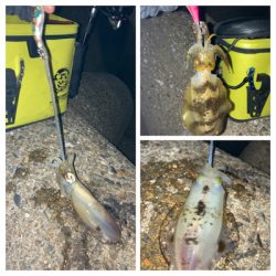 秋イカ釣りは楽しい\(^o^)/