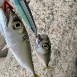 鯖ばかり、時にはフグ。