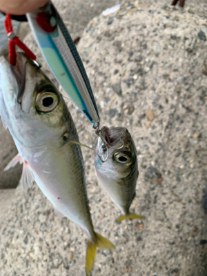 鯖ばかり、時にはフグ。