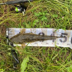 良形マゴチ頂きました!