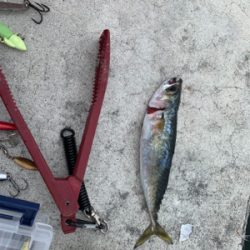 ショアジギング