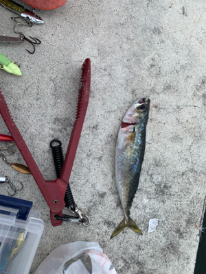 ショアジギング