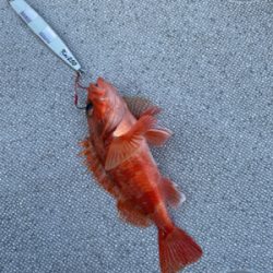 舞鶴沖スローピッチジャーク