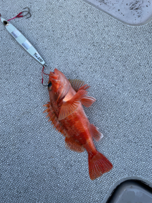 舞鶴沖スローピッチジャーク