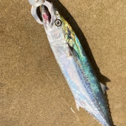 粘りに粘ってサゴシ