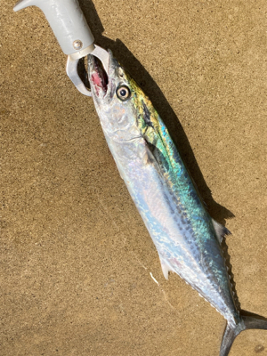 粘りに粘ってサゴシ