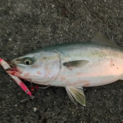 エギングにショアジギング。