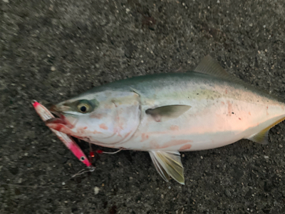 エギングにショアジギング。