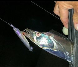 フロートでタチウオ！