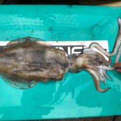 色々釣れました