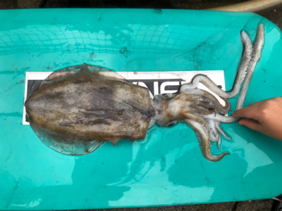 色々釣れました