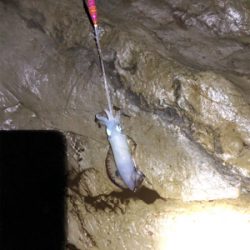 今年初アオリ！