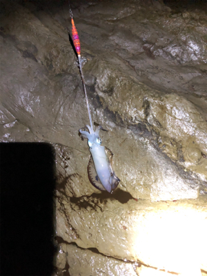 今年初アオリ！