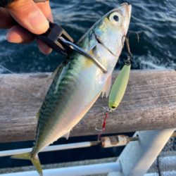 潮質改善されず。朝イチ中鯖少しのみ。。