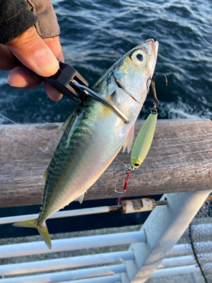 潮質改善されず。朝イチ中鯖少しのみ。。