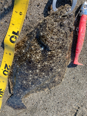 吹上浜サーフ五目釣