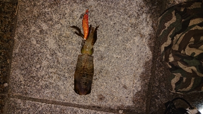 大阪でアオリイカ